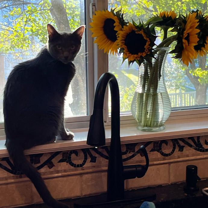 Loving  Caring Cat Person photo 2