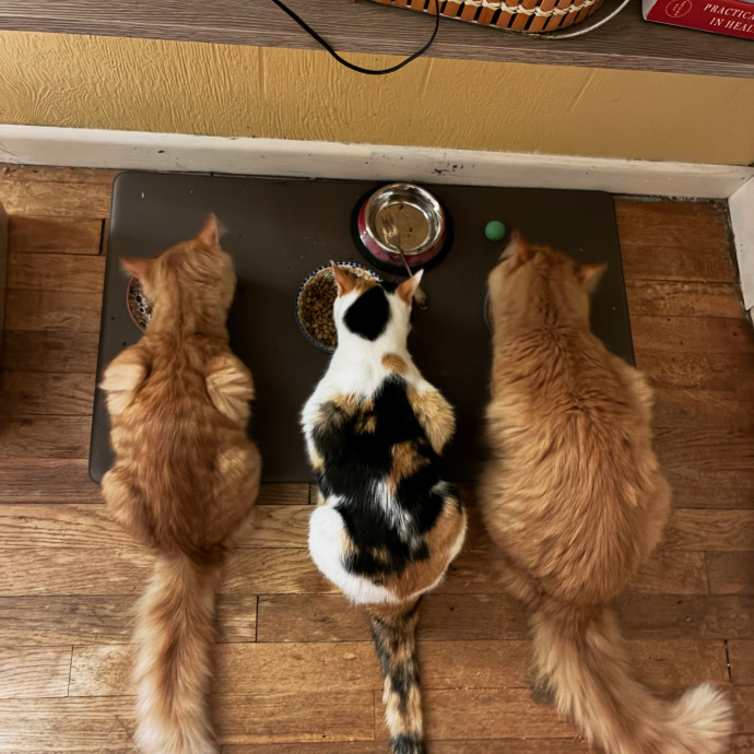 Life Long Cat Wrangler