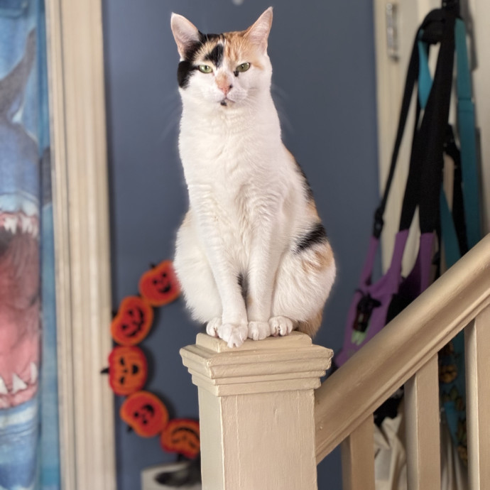 Life Long Cat Wrangler photo 3