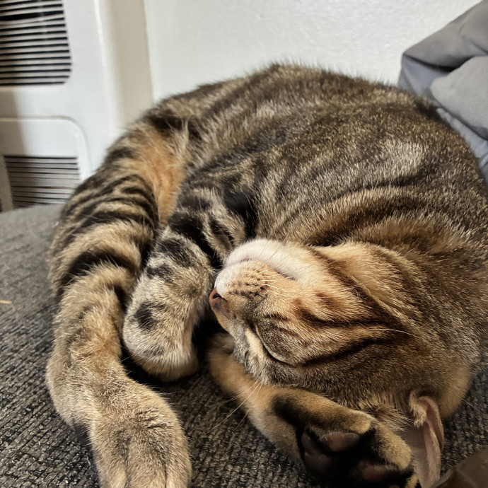 Experienced Vet Tech Who Loves Cats