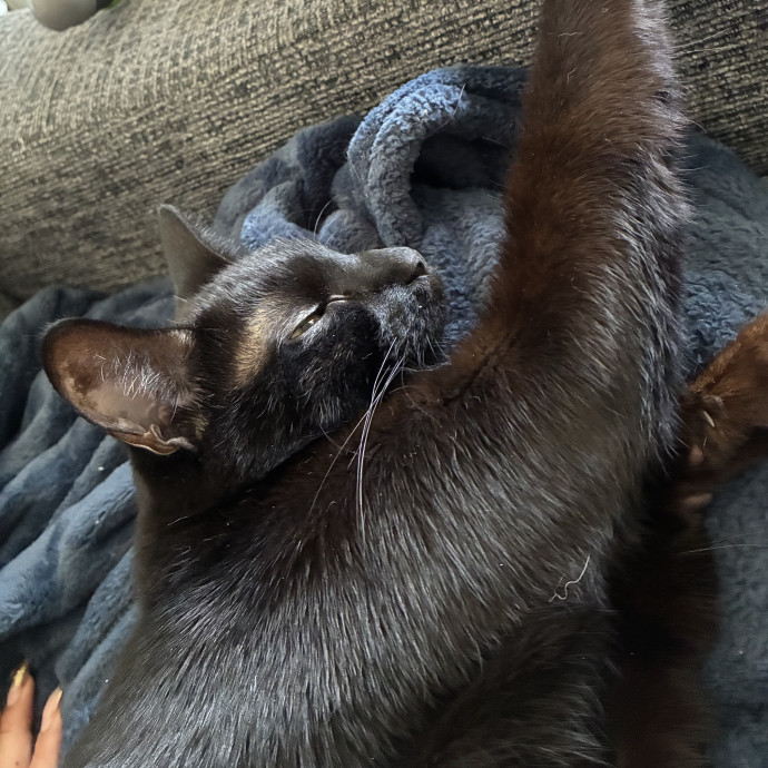 Experienced Vet Tech Who Loves Cats