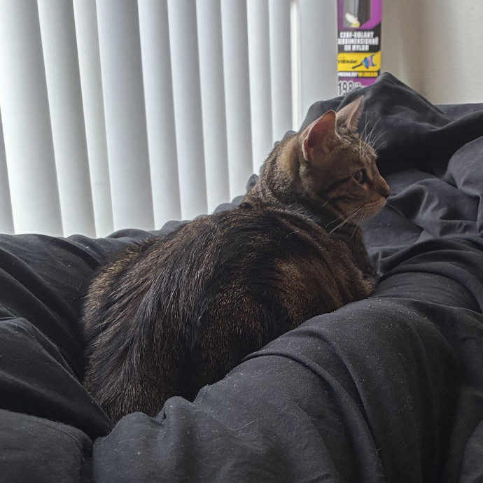 Experienced Vet Tech Who Loves Cats