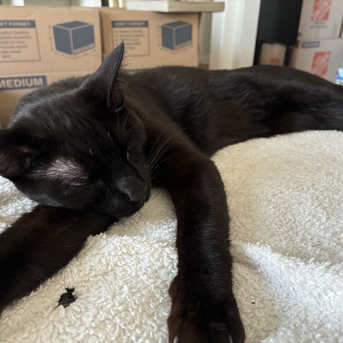 Experienced Vet Tech Who Loves Cats