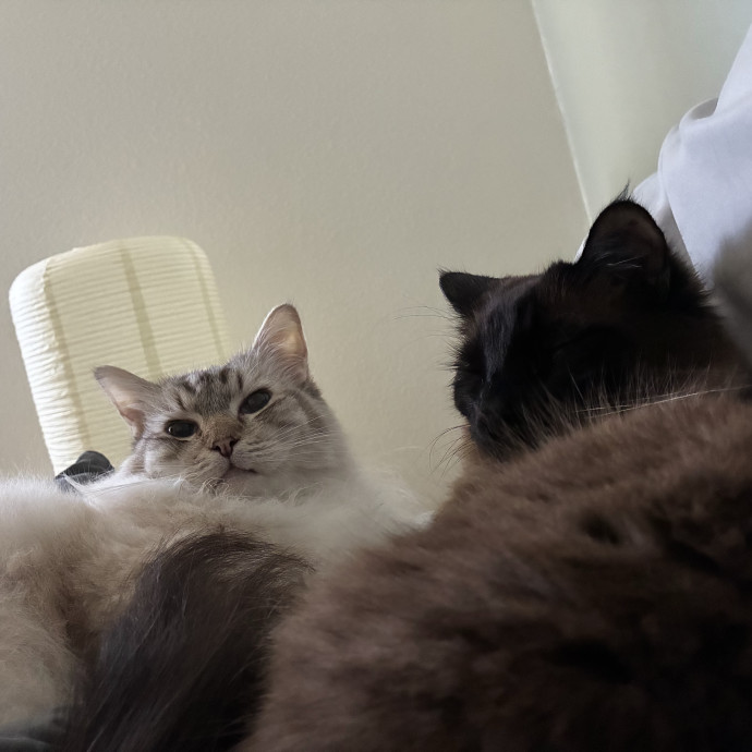 Experienced Vet Tech Who Loves Cats