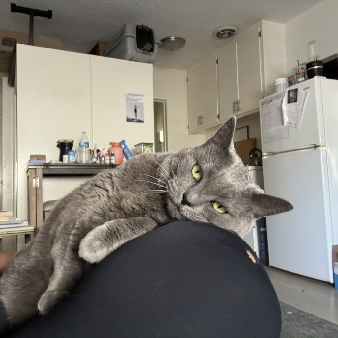 Experienced Vet Tech Who Loves Cats