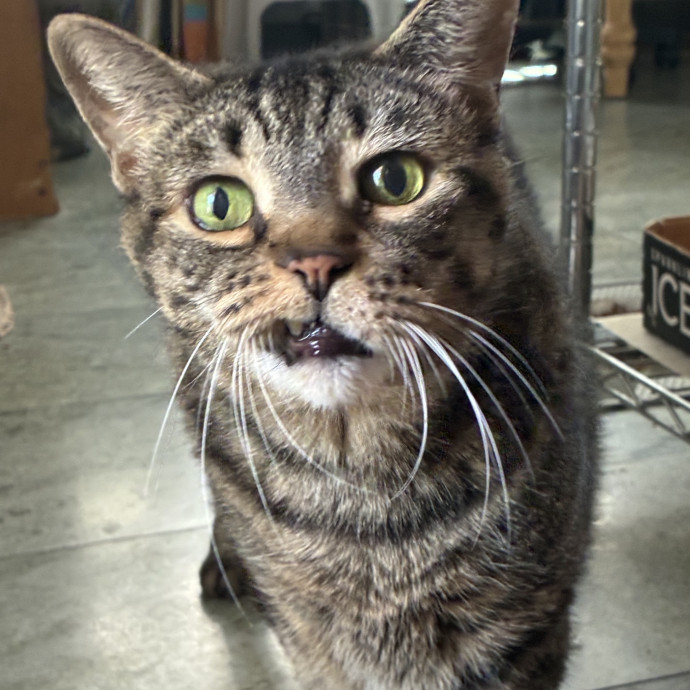 Experienced Vet Tech Who Loves Cats photo 3