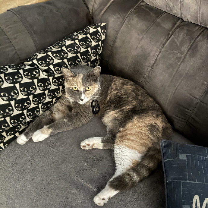 Experienced Vet Tech Who Loves Cats photo 2