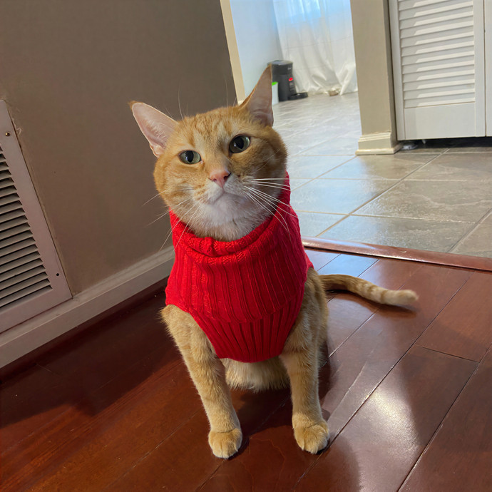 Emily's Cat Sitting In Chantilly photo 2