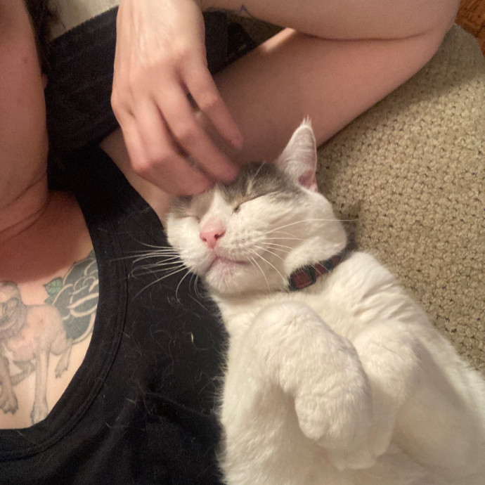 Kitty Comforts