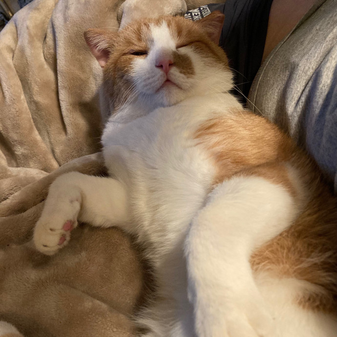 Kitty Comforts