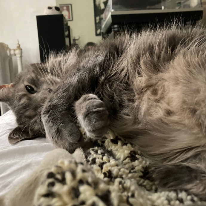 Kitty Comforts