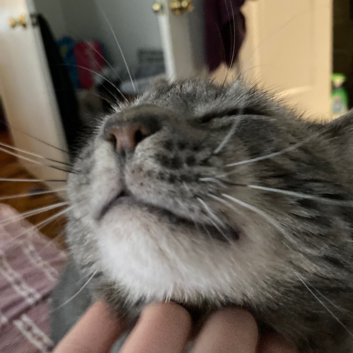Kitty Comforts
