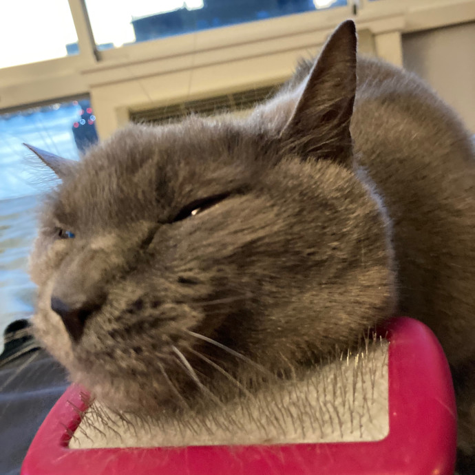Kitty Comforts