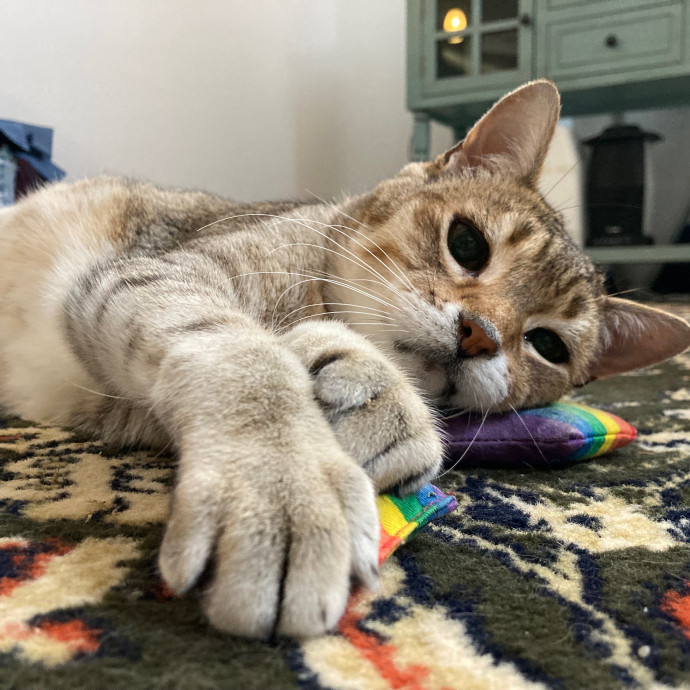 Kitty Comforts