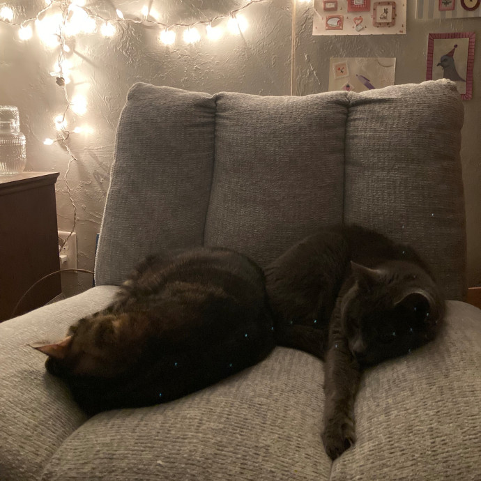 A Loving Detail-Oriented Cat Sitter photo 2