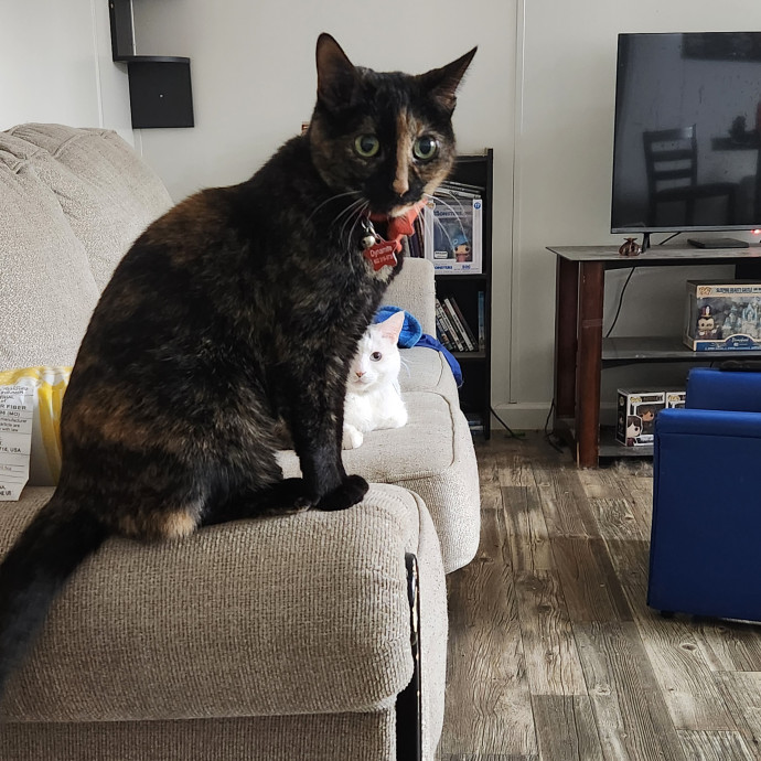 Feline Good Cat Services In Glendale Az