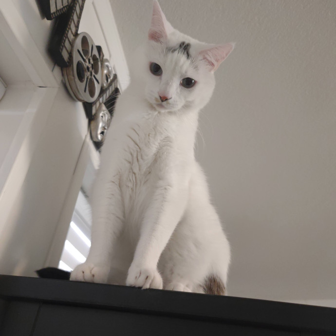Feline Good Cat Services In Glendale Az