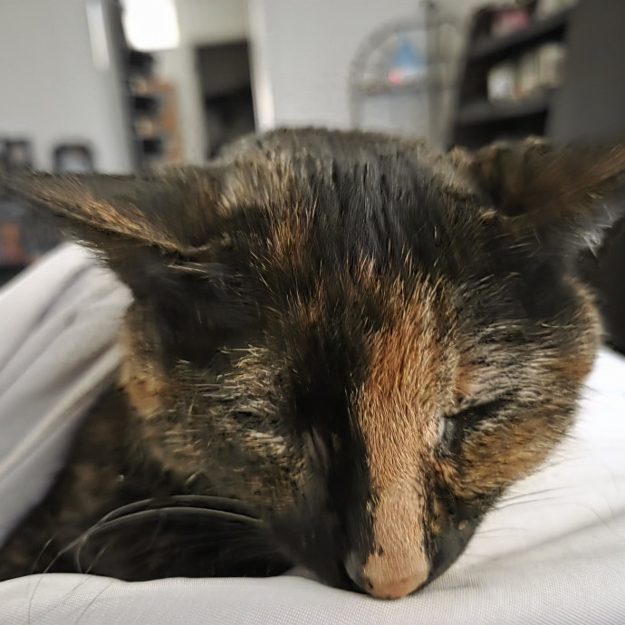 Feline Good Cat Services In Glendale Az photo 3