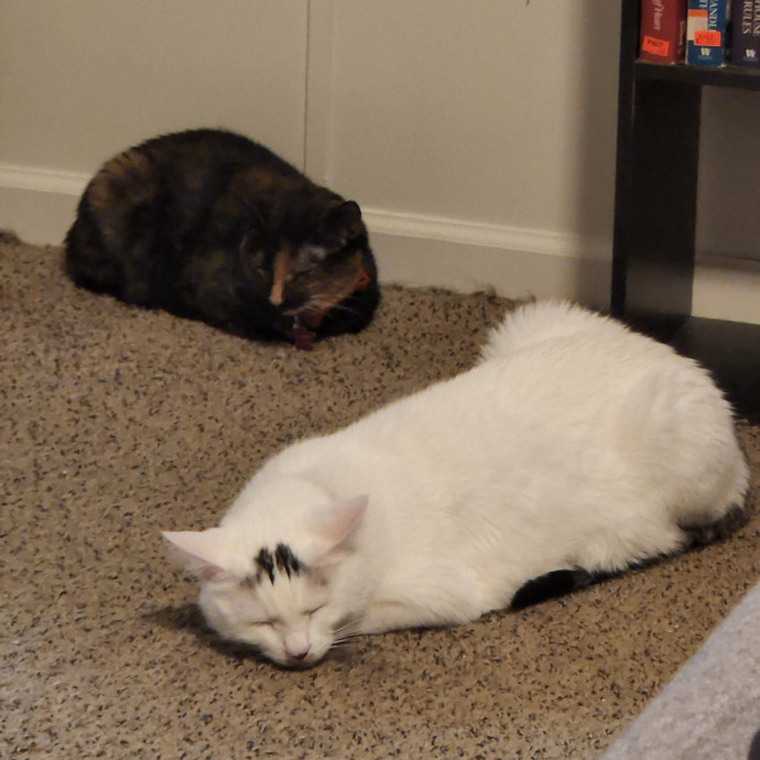 Feline Good Cat Services In Glendale Az photo 2