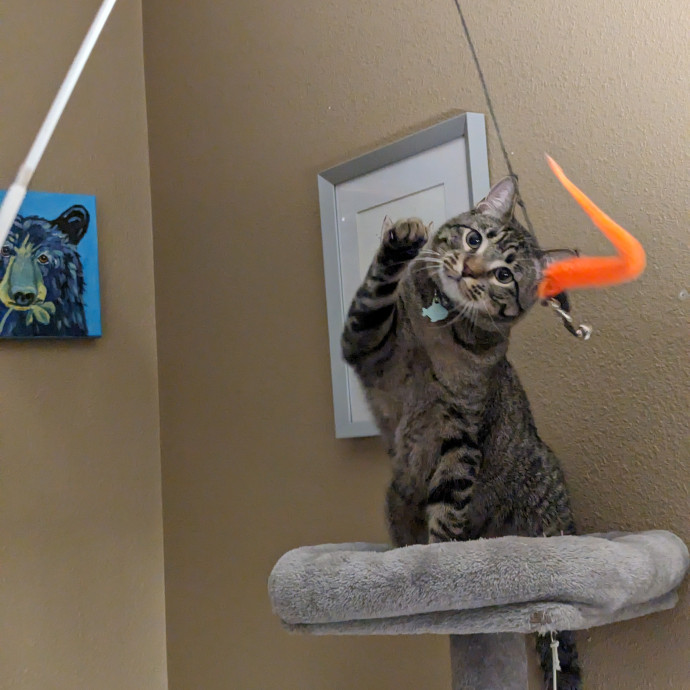 Must Love Cats Check