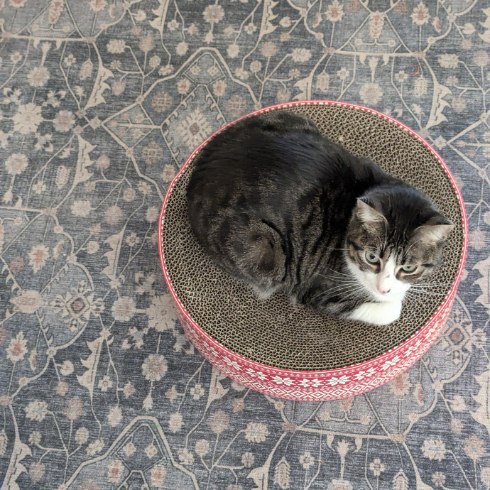 Must Love Cats Check