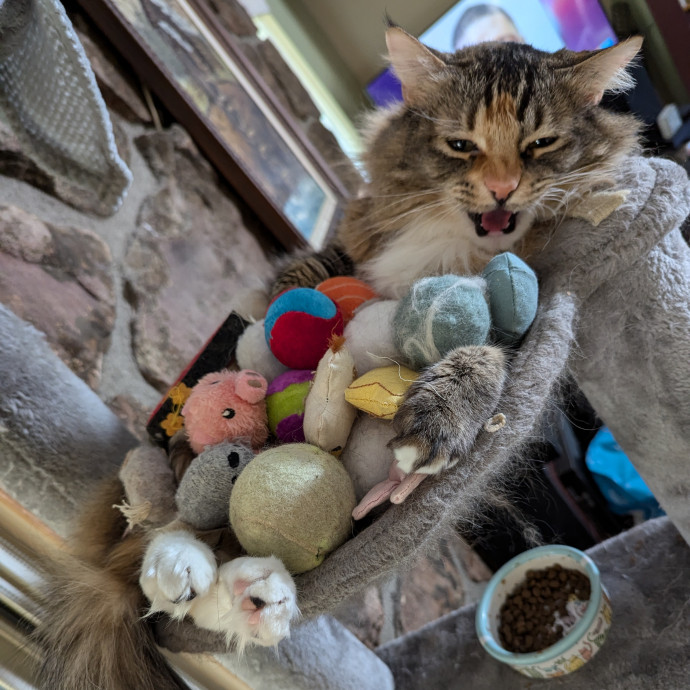 Must Love Cats Check photo 3