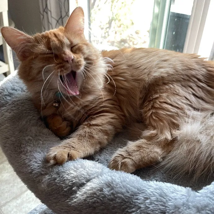 Beth Cares For All The Kitties