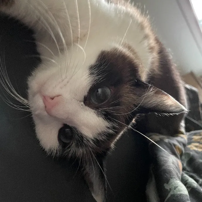 Beth Cares For All The Kitties