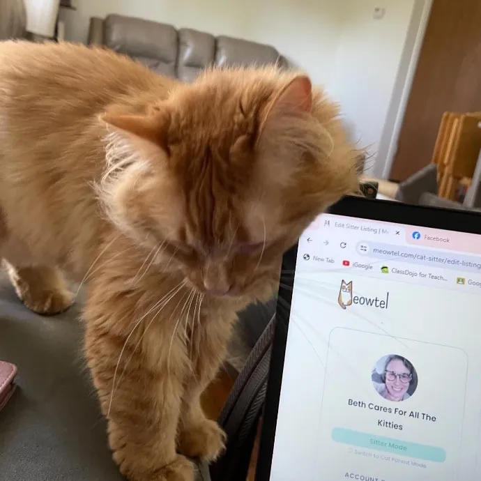 Beth Cares For All The Kitties