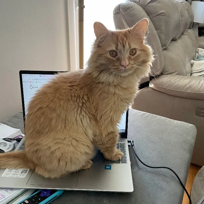 Beth Cares For All The Kitties