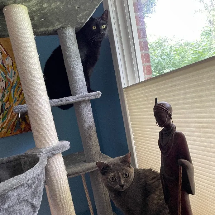 Beth Cares For All The Kitties