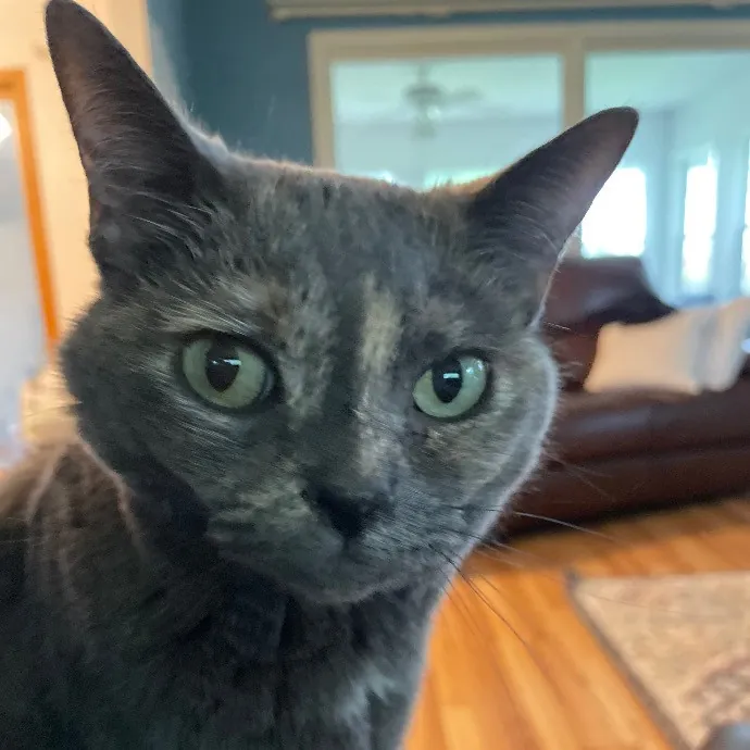 Beth Cares For All The Kitties