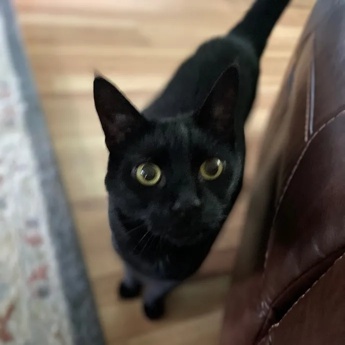 Beth Cares For All The Kitties