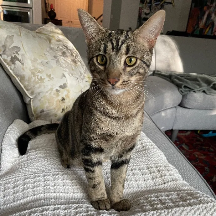 Beth Cares For All The Kitties