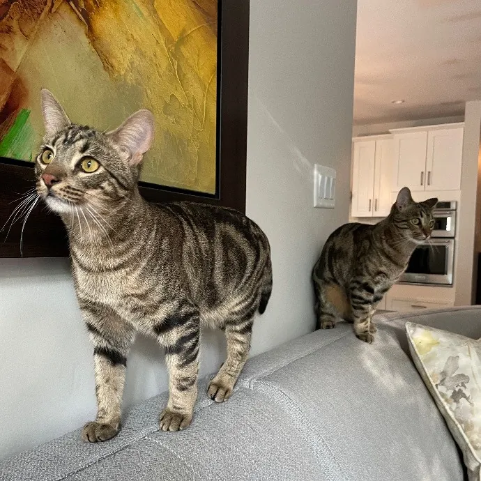 Beth Cares For All The Kitties