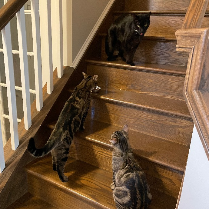 Beth Cares For All The Kitties