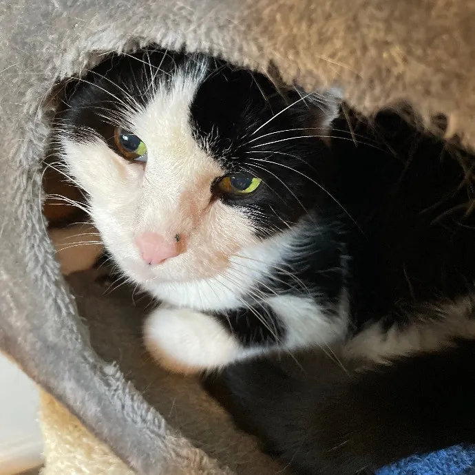 Beth Cares For All The Kitties photo 3