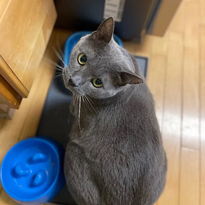 Beth Cares For All The Kitties photo 2