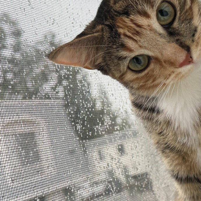 Reliable Loving Cat-Sitter
