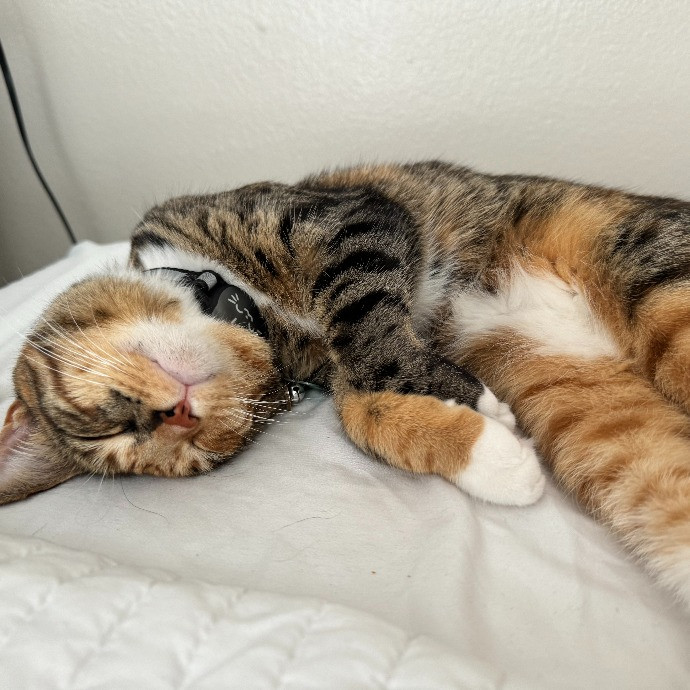 Reliable Loving Cat-Sitter photo 3