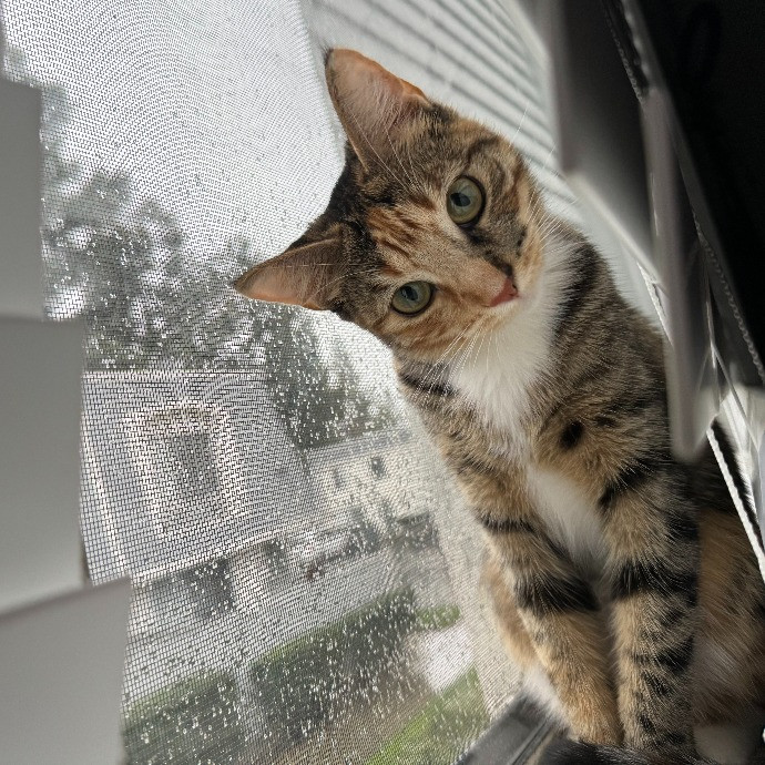 Reliable Loving Cat-Sitter photo 2