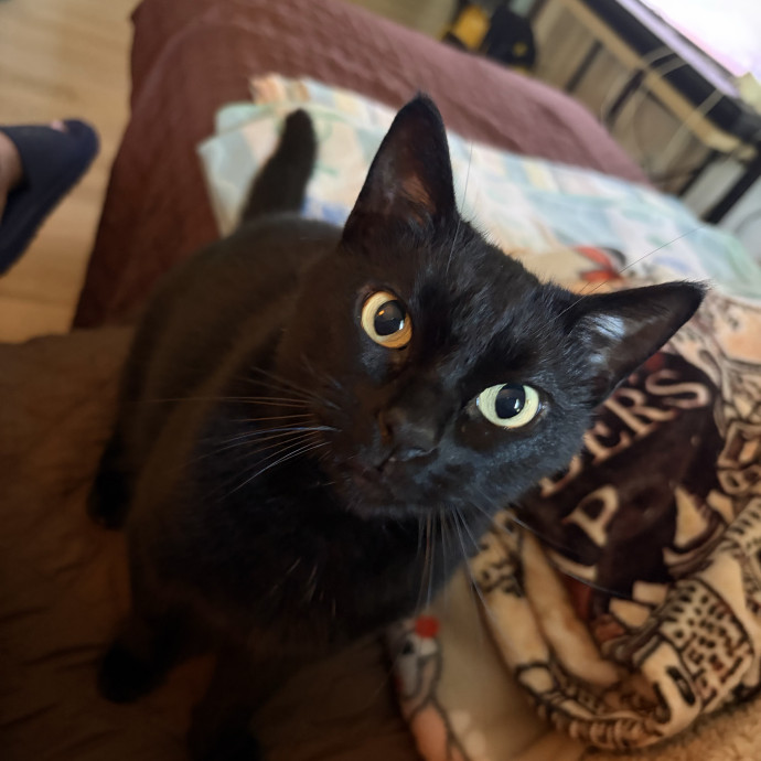 Compassionate Experienced Cat Specialist
