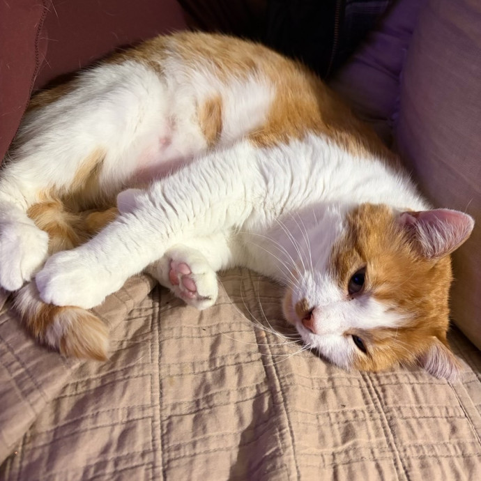 Compassionate Experienced Cat Specialist