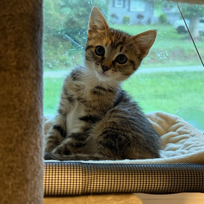 Compassionate Experienced Cat Specialist