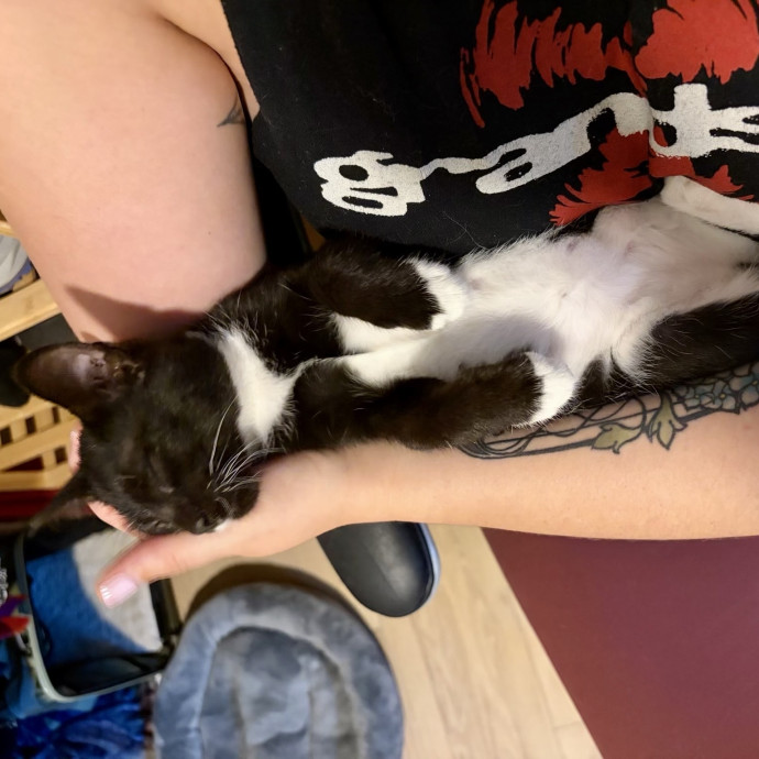 Compassionate Experienced Cat Specialist