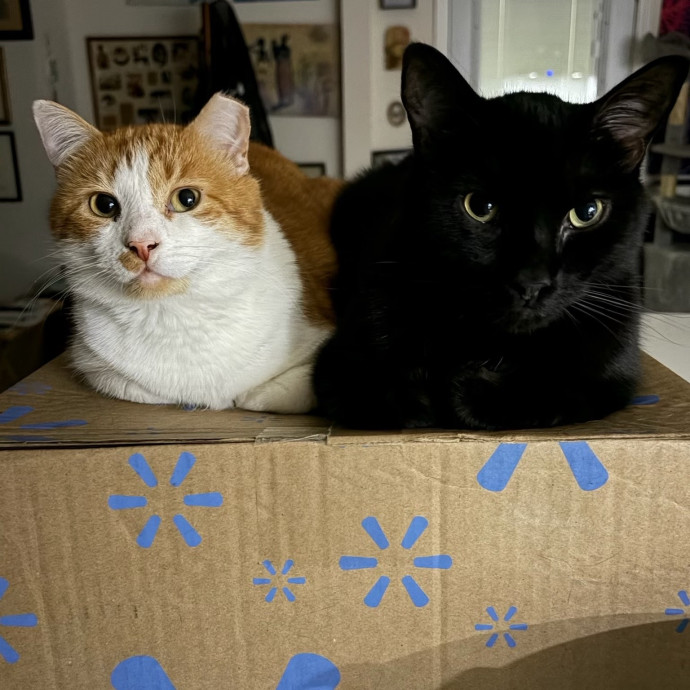 Compassionate Experienced Cat Specialist
