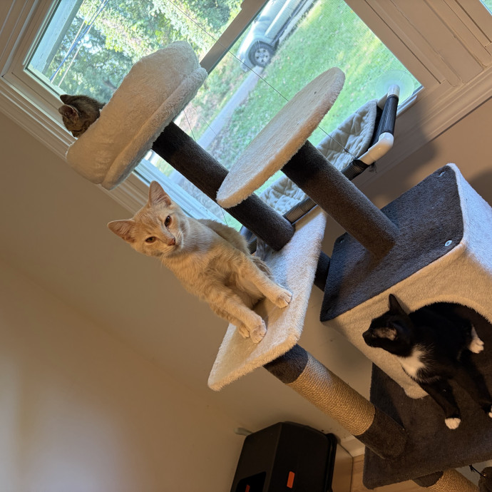 Compassionate Experienced Cat Specialist