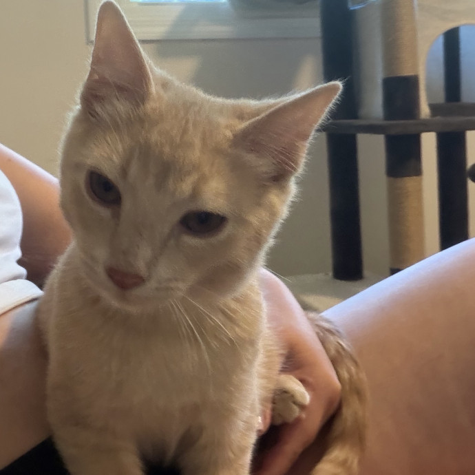 Compassionate Experienced Cat Specialist