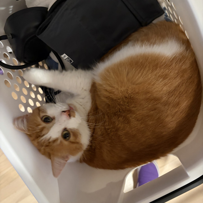 Compassionate Experienced Cat Specialist