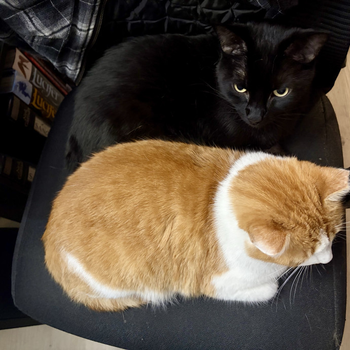 Compassionate Experienced Cat Specialist